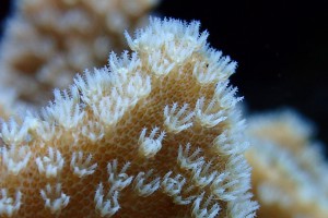 Closeup of soft coral clear beauty～